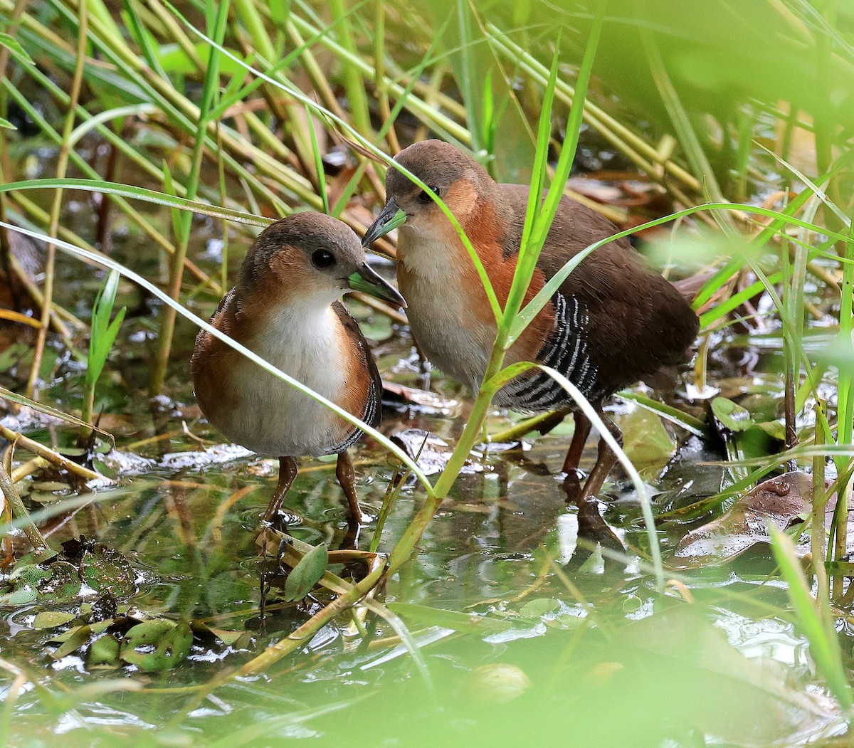 Rufous-sided Crake - Miguel Podas