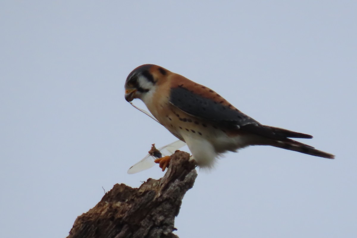 American Kestrel - Kevin Christman