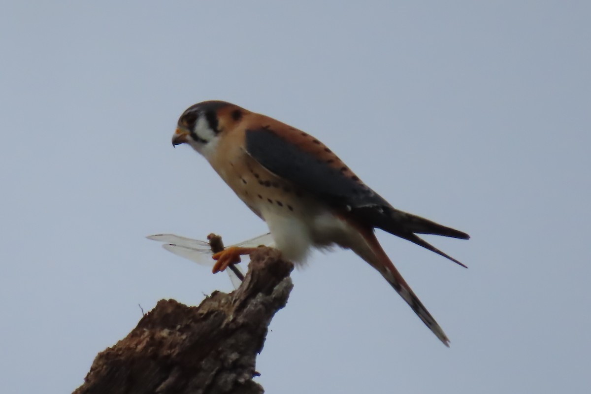 American Kestrel - ML613779960