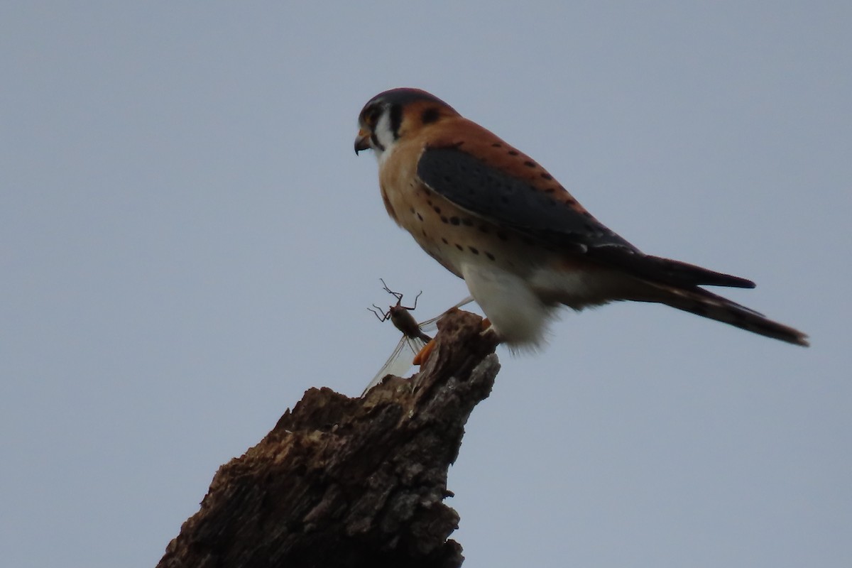 American Kestrel - ML613779962