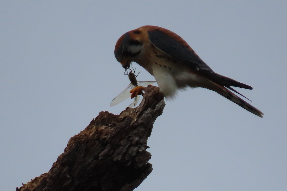 American Kestrel - Kevin Christman