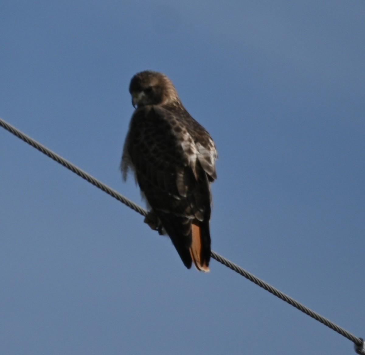 Red-tailed Hawk - ML613779979