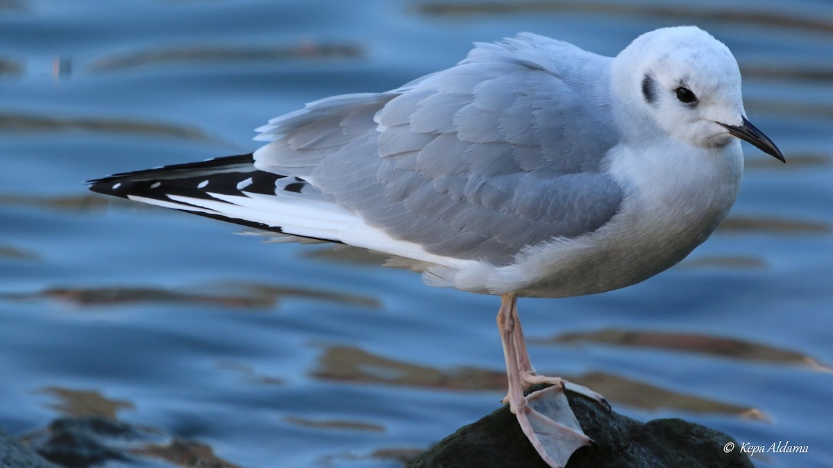 Bonaparte's Gull - ML613779980