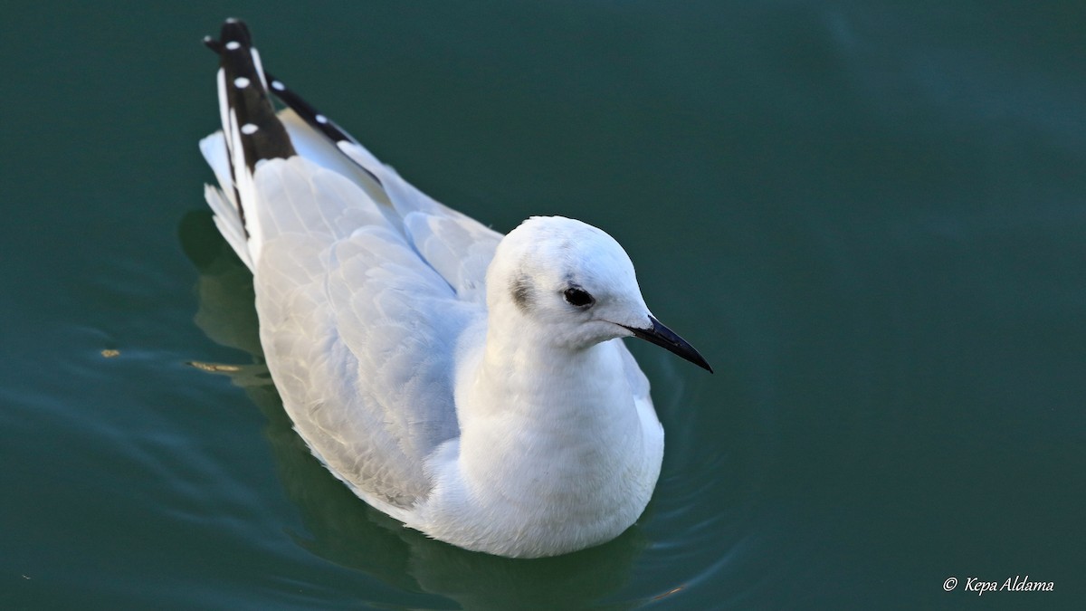 Bonaparte's Gull - ML613780029