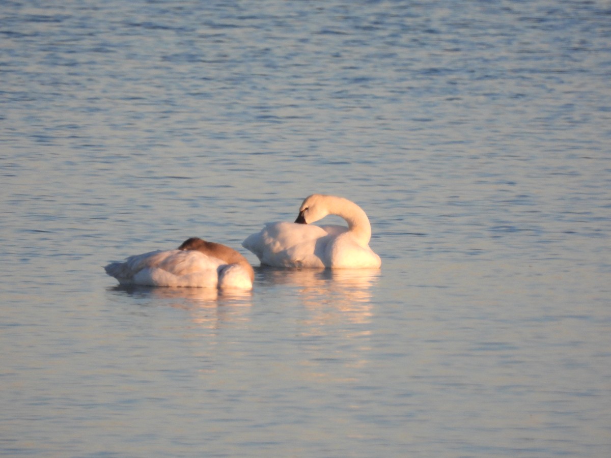 Tundra Swan - ML613780058