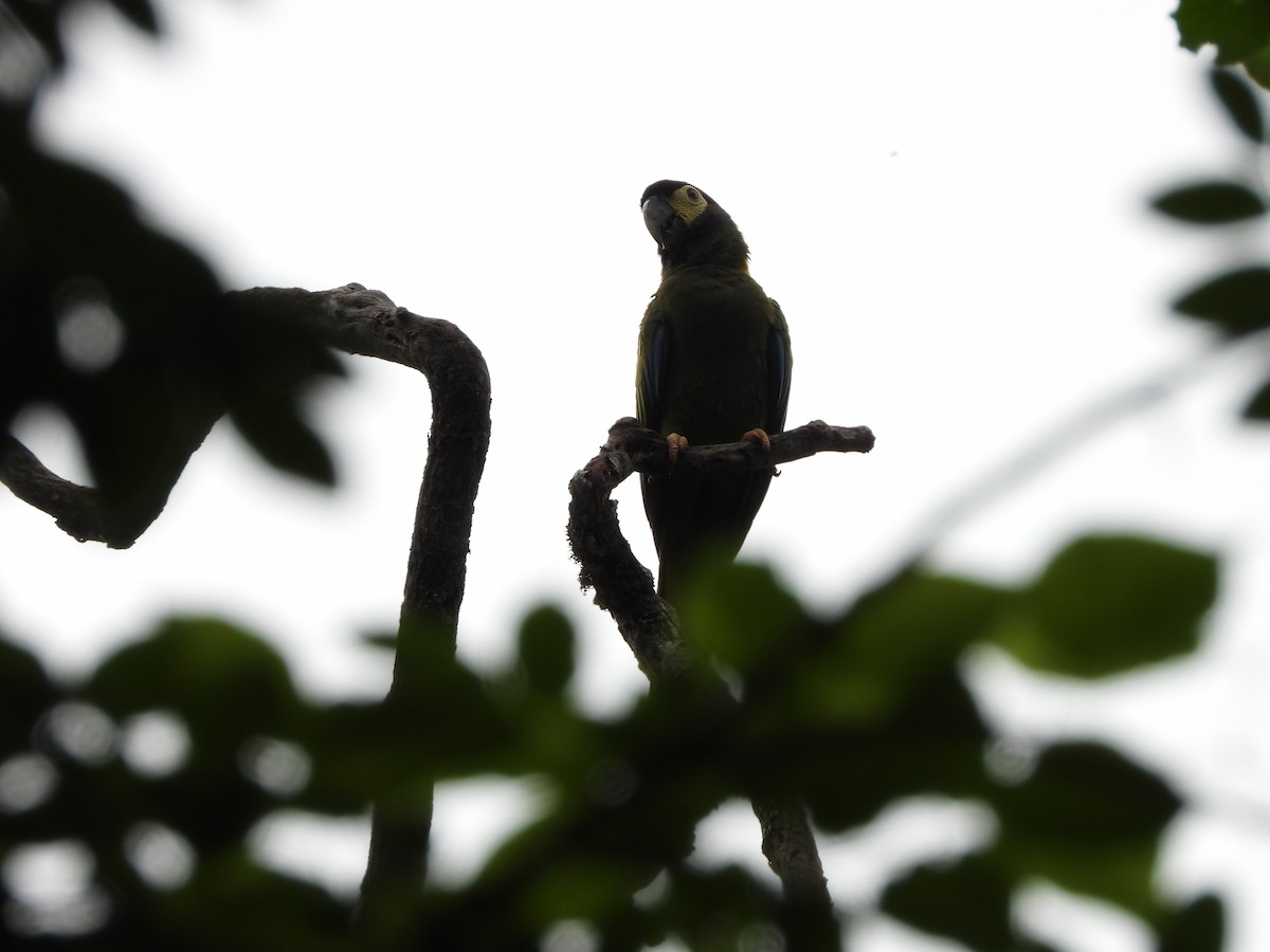 Yellow-collared Macaw - ML613780067