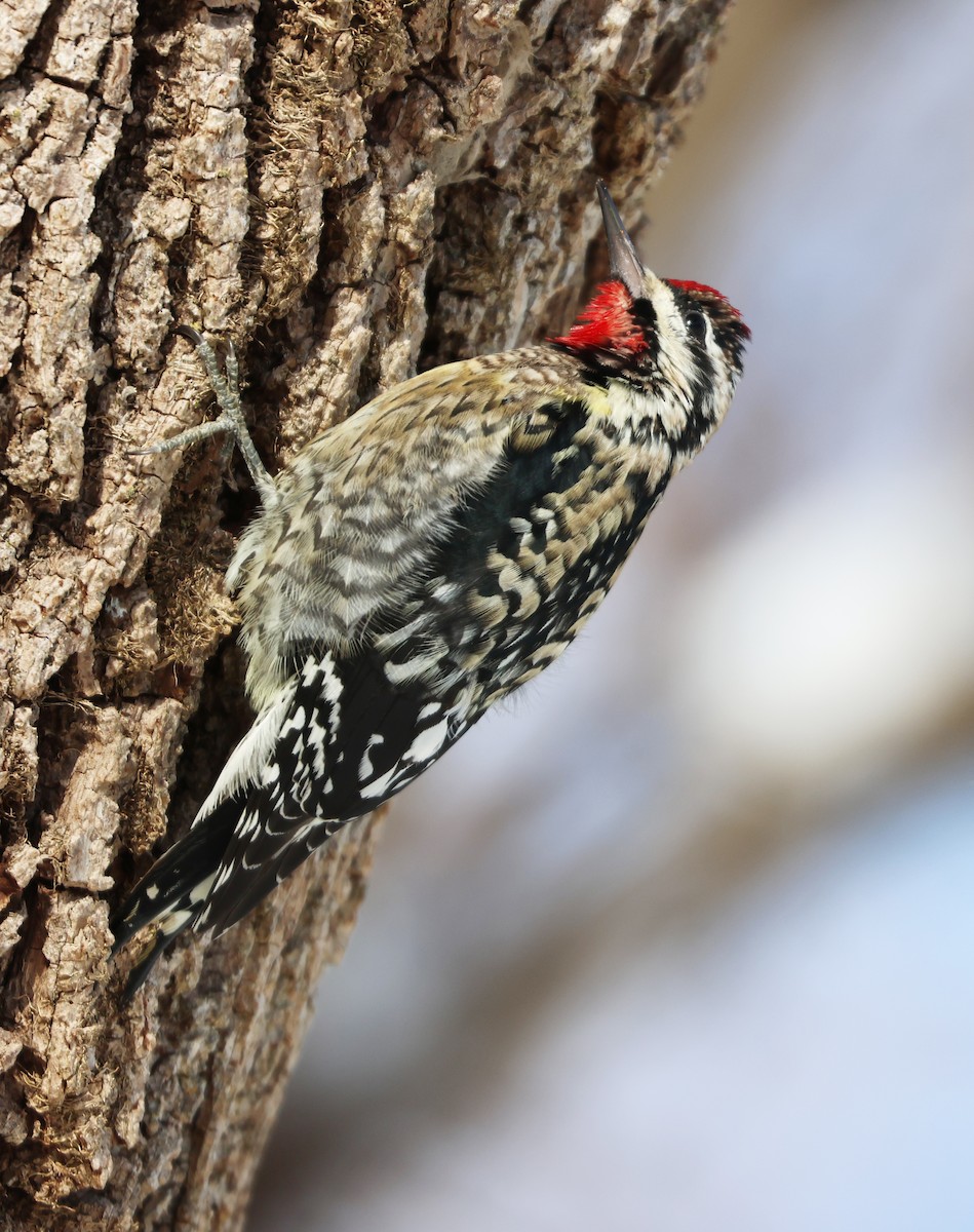 Yellow-bellied Sapsucker - ML613780084