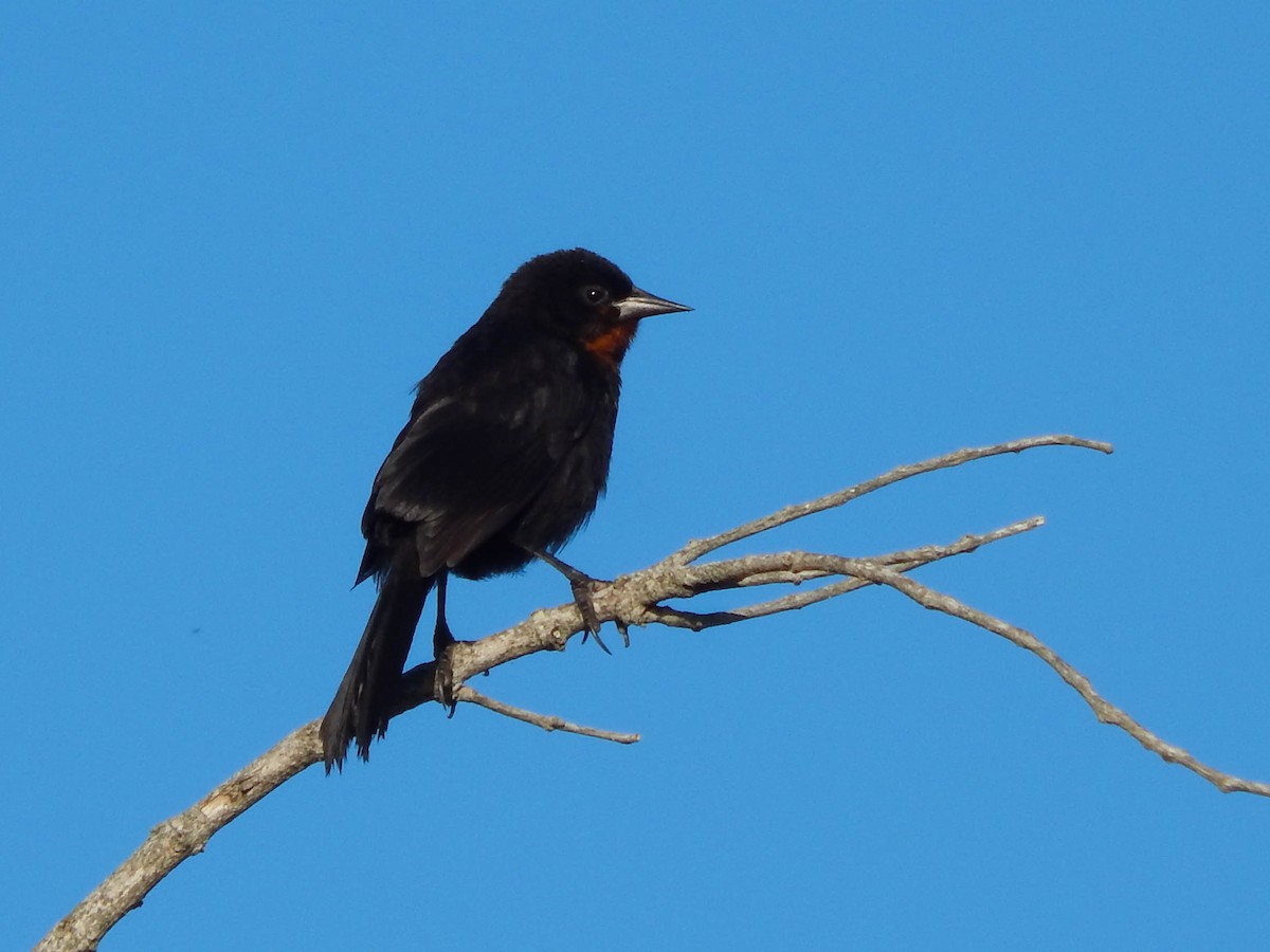 Scarlet-headed Blackbird - ML613780092