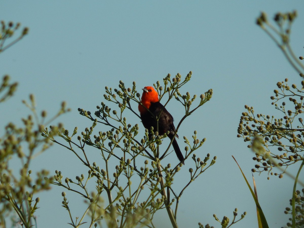 Scarlet-headed Blackbird - Lucas Villafañe 🐾