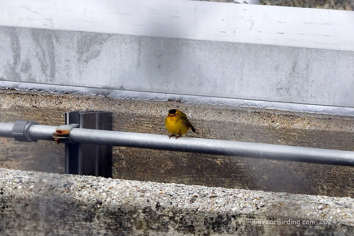 Wilson's Warbler - ML613780110