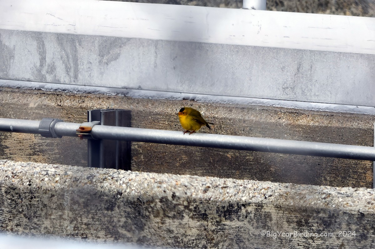 Wilson's Warbler - Ethan Whitaker