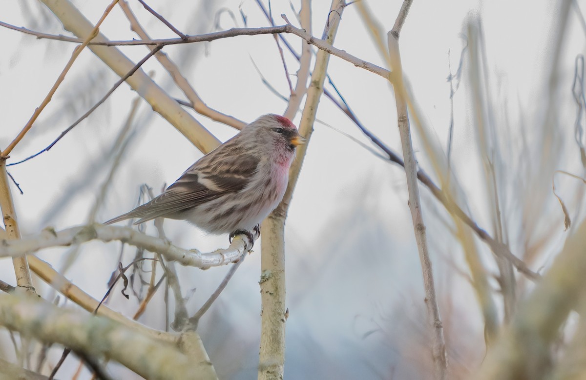 Common Redpoll - ML613780143