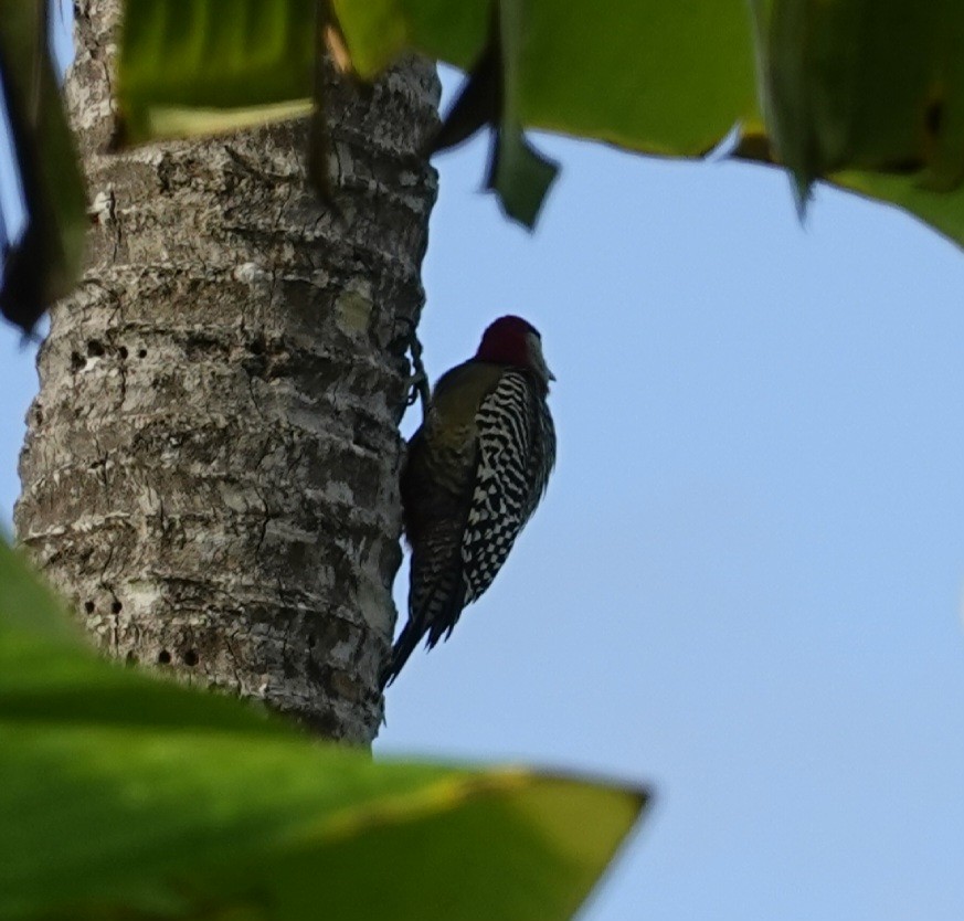 West Indian Woodpecker - ML613780175