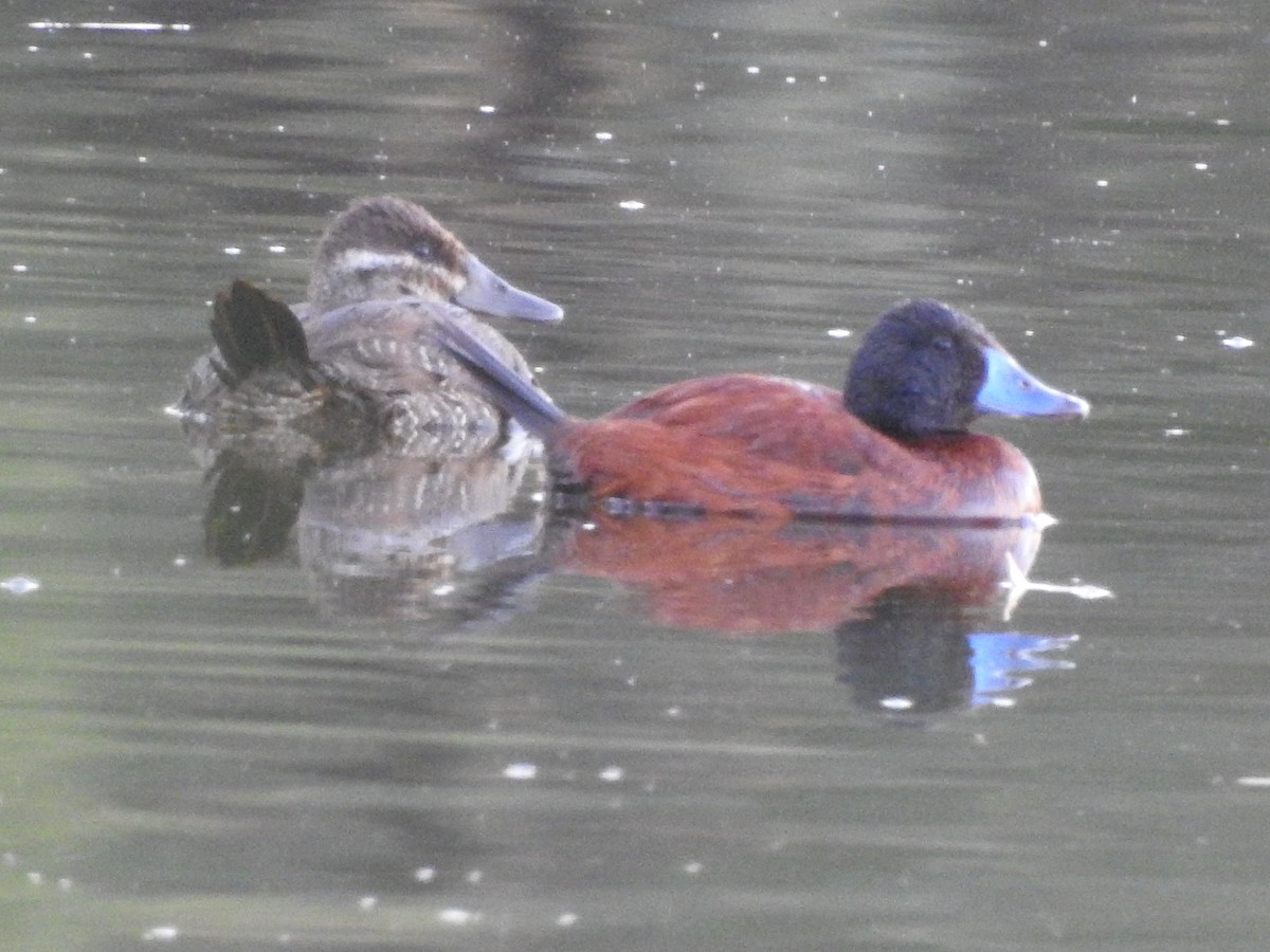 Andean/Lake Duck - ML613780176