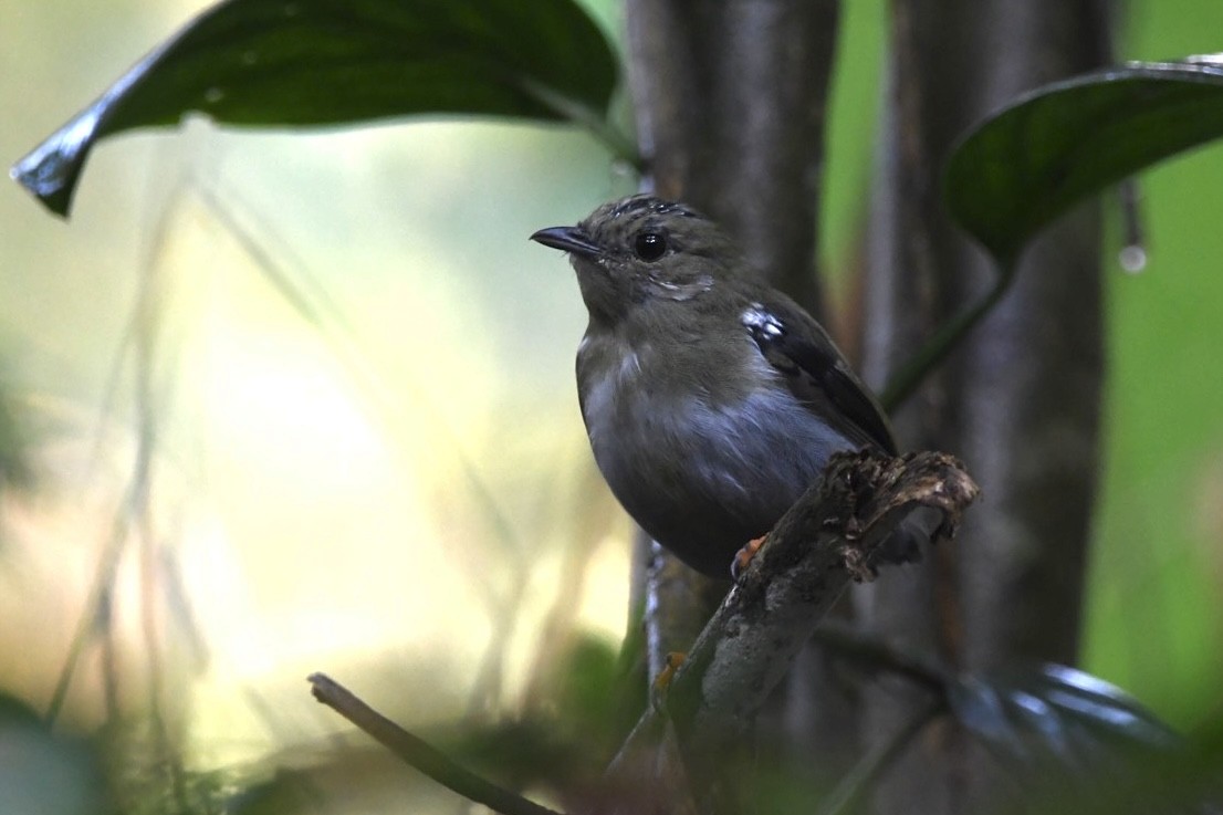 White-bearded Manakin - ML613780229