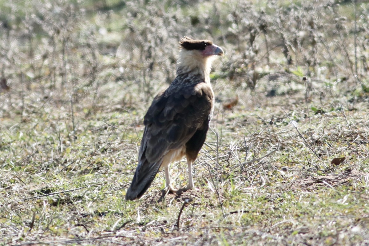 Caracara huppé - ML613780251