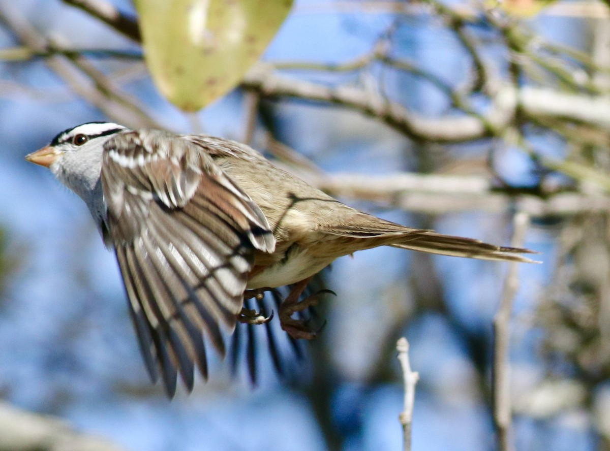 White-crowned Sparrow - ML613780332