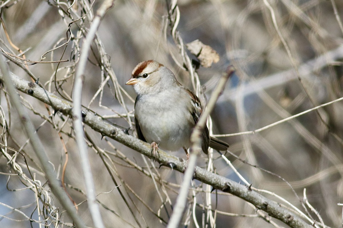 Bruant à couronne blanche - ML613780333