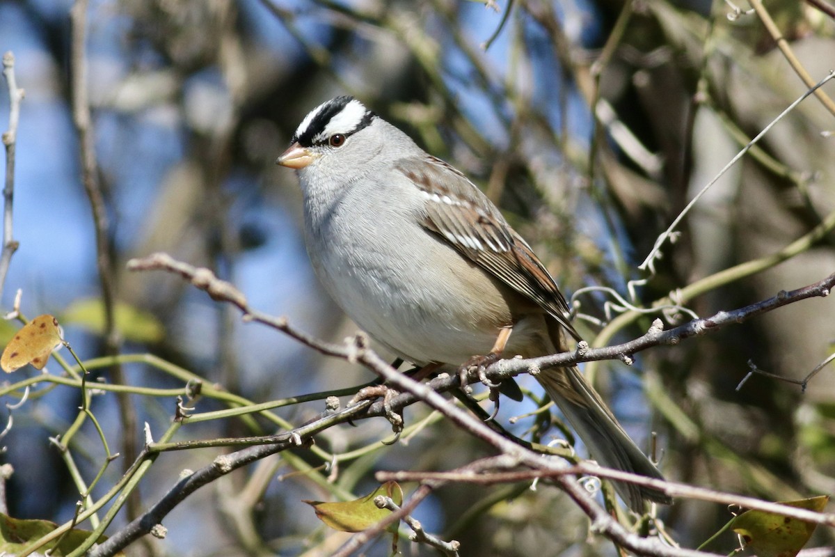 Bruant à couronne blanche - ML613780334