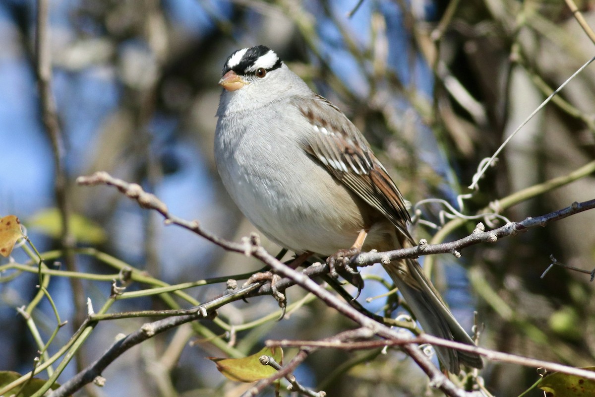 Bruant à couronne blanche - ML613780335