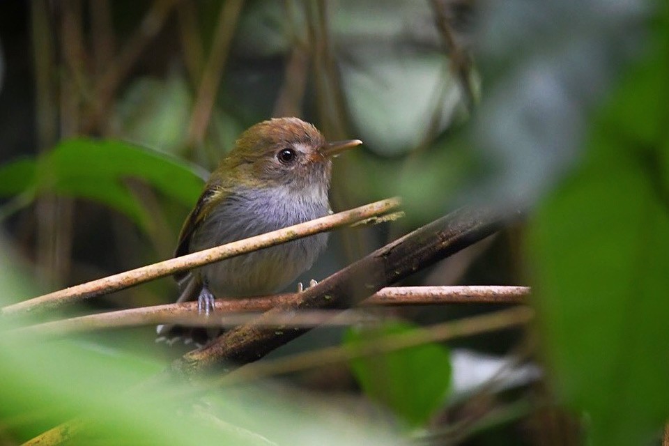 Fork-tailed Pygmy-Tyrant - ML613780354