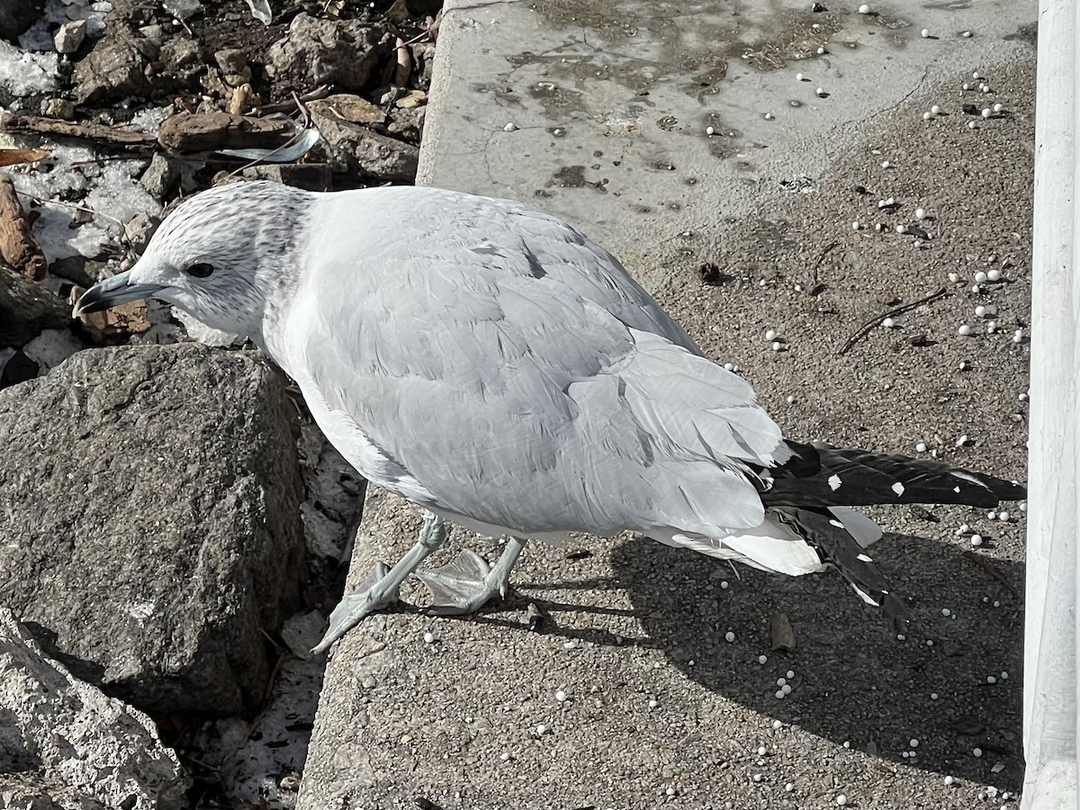 Larus sp. - ML613780402