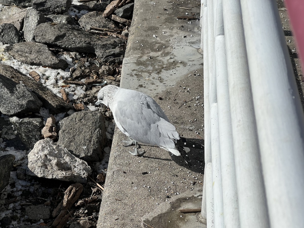 Larus sp. - ML613780403