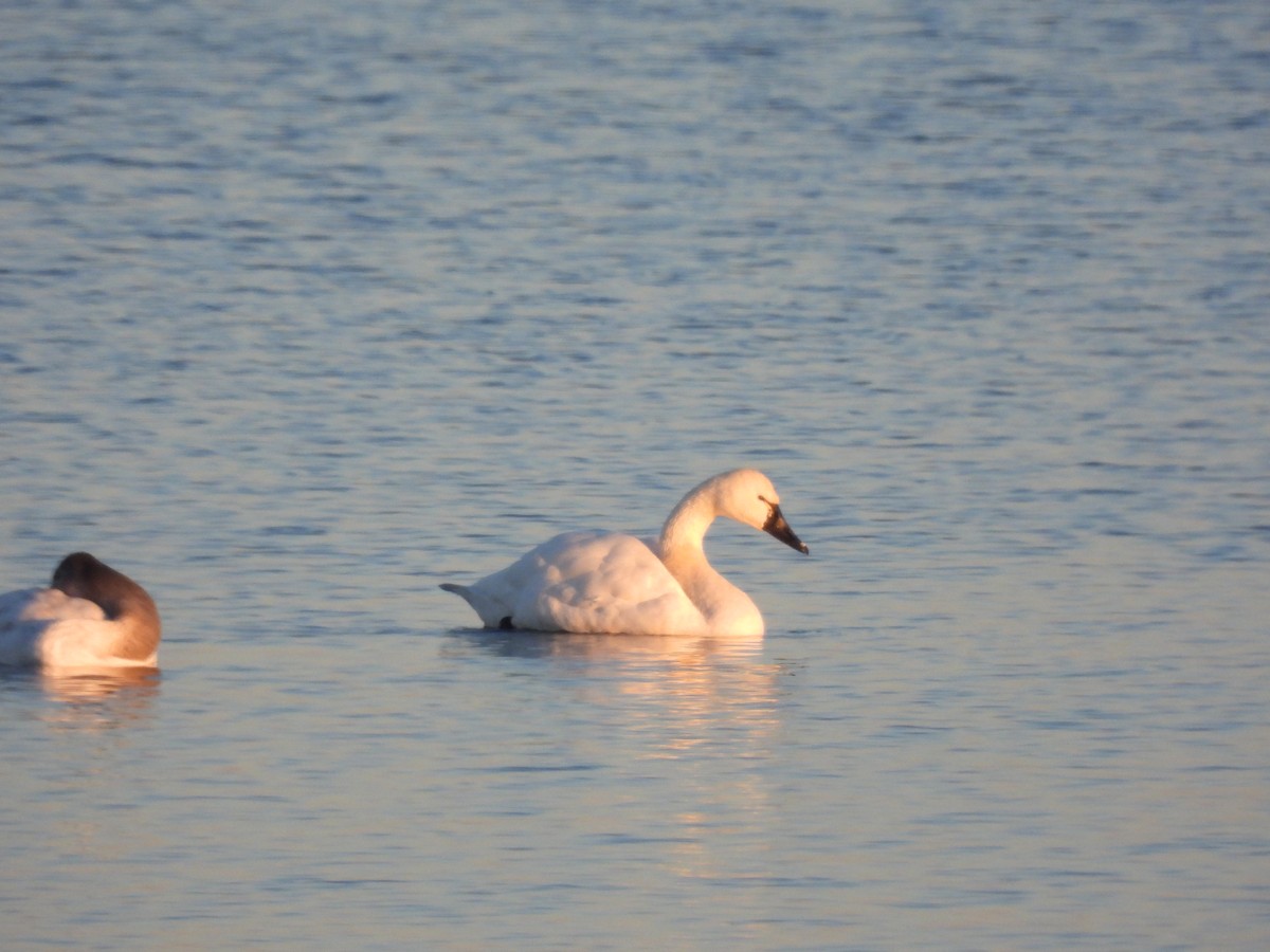 Tundra Swan - Brian Marra