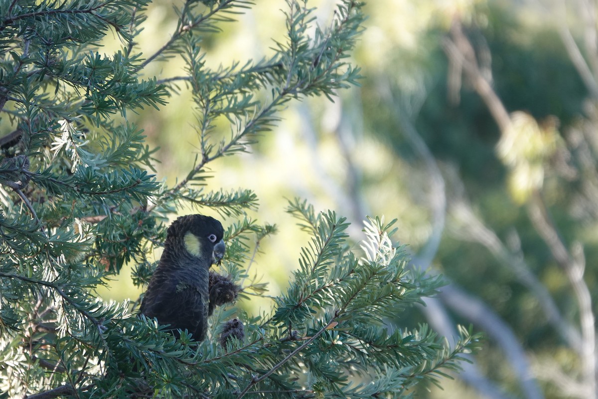 Cacatúa Fúnebre Coliamarilla - ML613780431