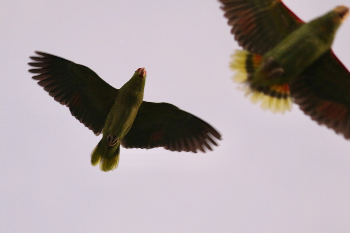 Red-crowned Parrot - ML613780444