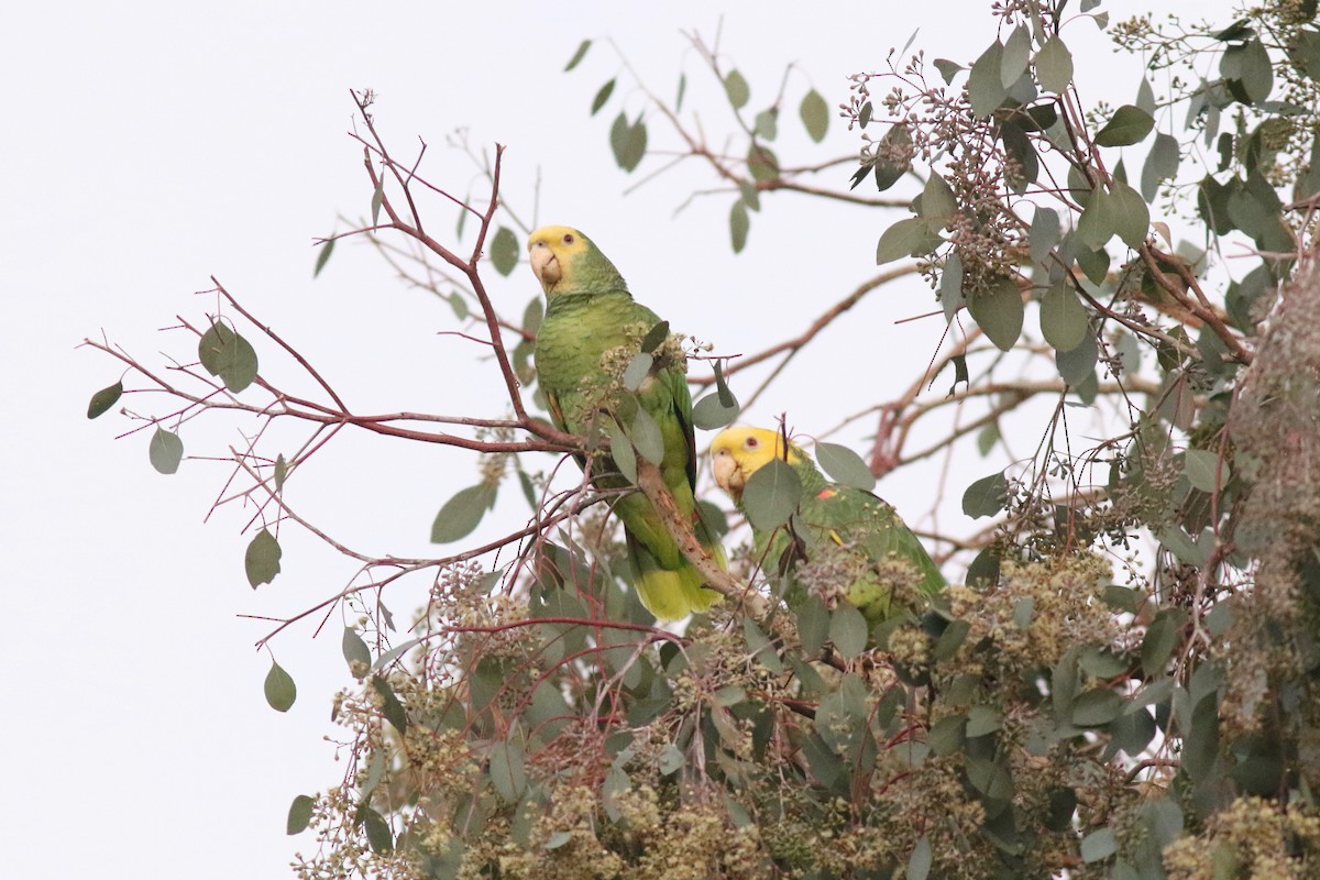 Yellow-headed Parrot - ML613780451