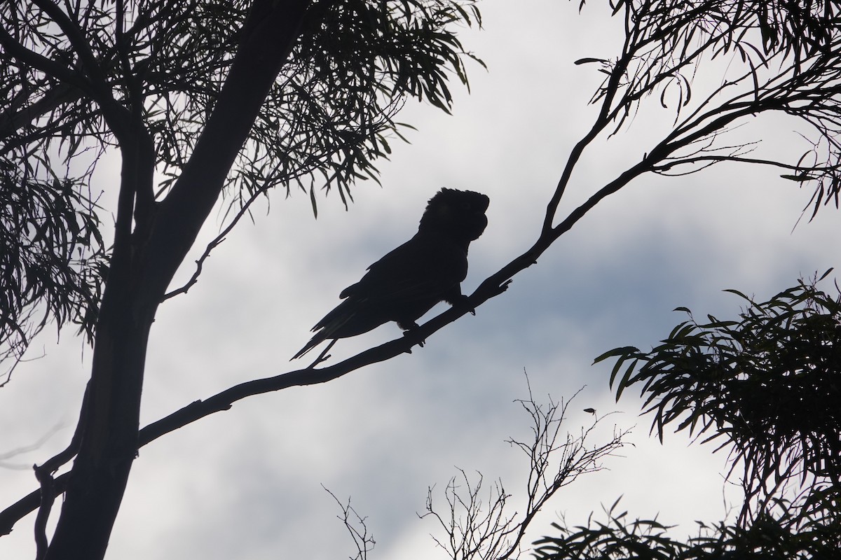 Cacatúa Fúnebre Coliamarilla - ML613780469