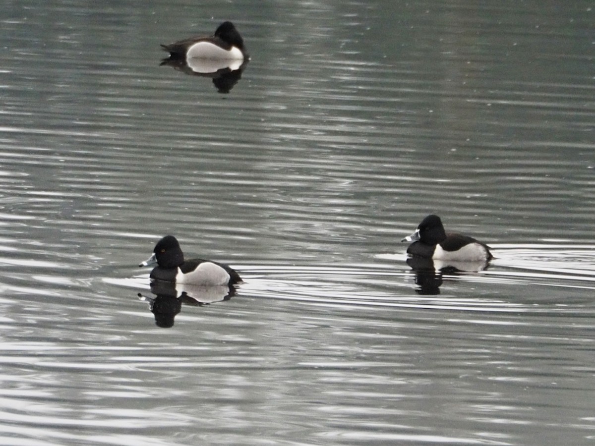 Ring-necked Duck - ML613780483