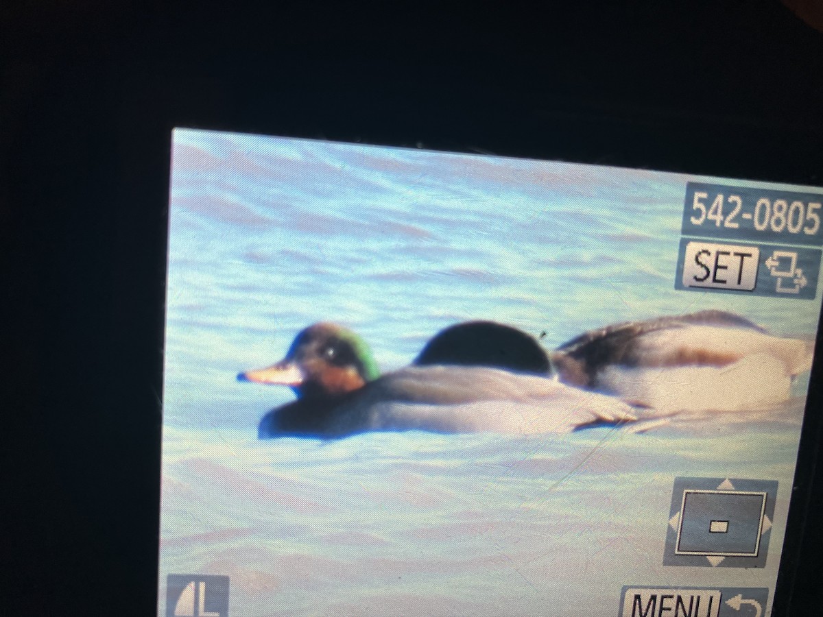 Gadwall x Mallard (hybrid) - ML613780497