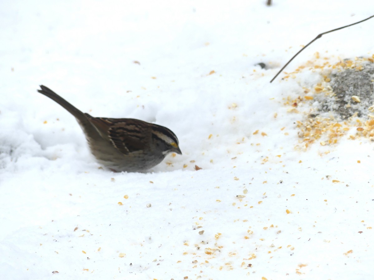 White-throated Sparrow - ML613780498