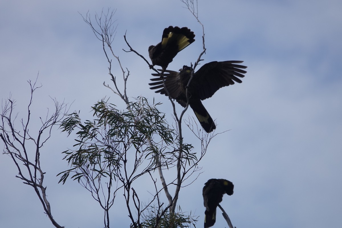 Yellow-tailed Black-Cockatoo - Jared Bennett