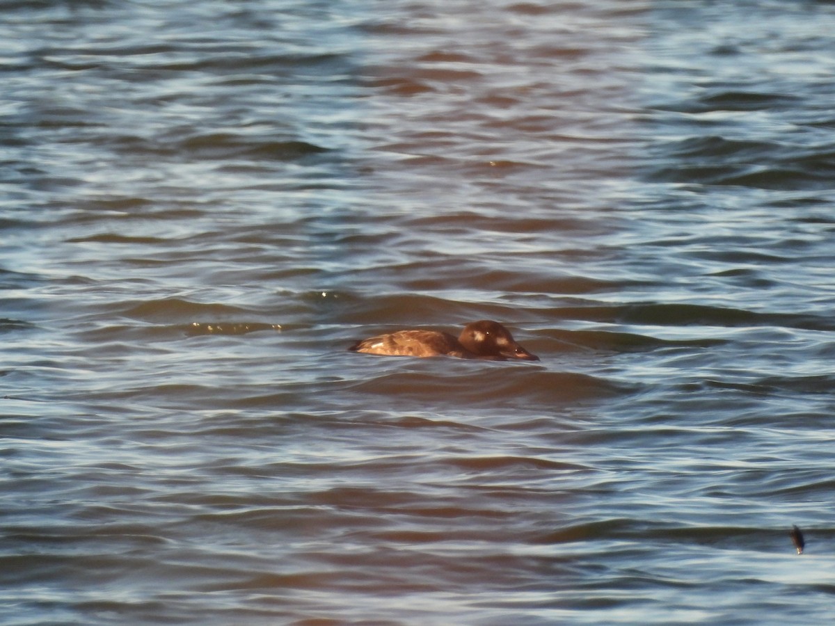 White-winged Scoter - ML613780501