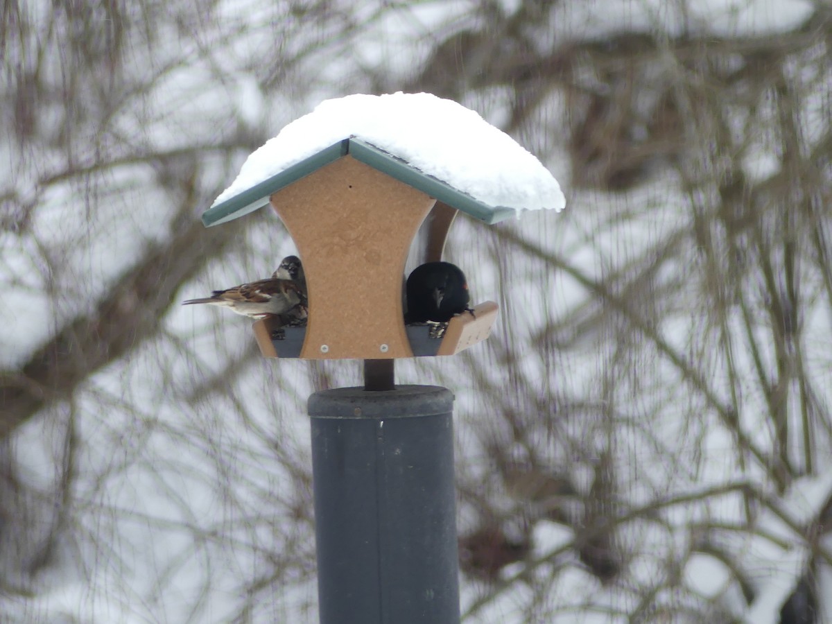 Red-winged Blackbird - ML613780539