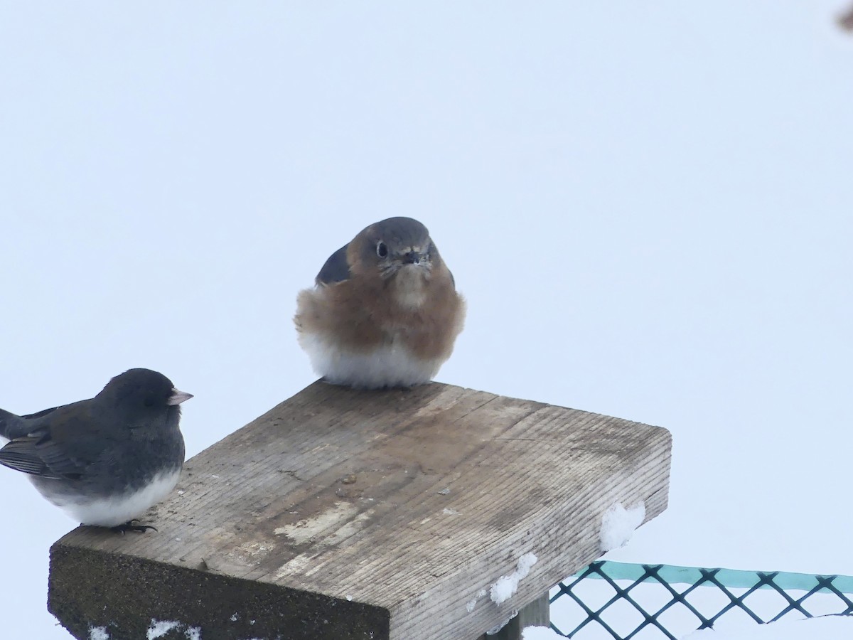 Eastern Bluebird - ML613780618
