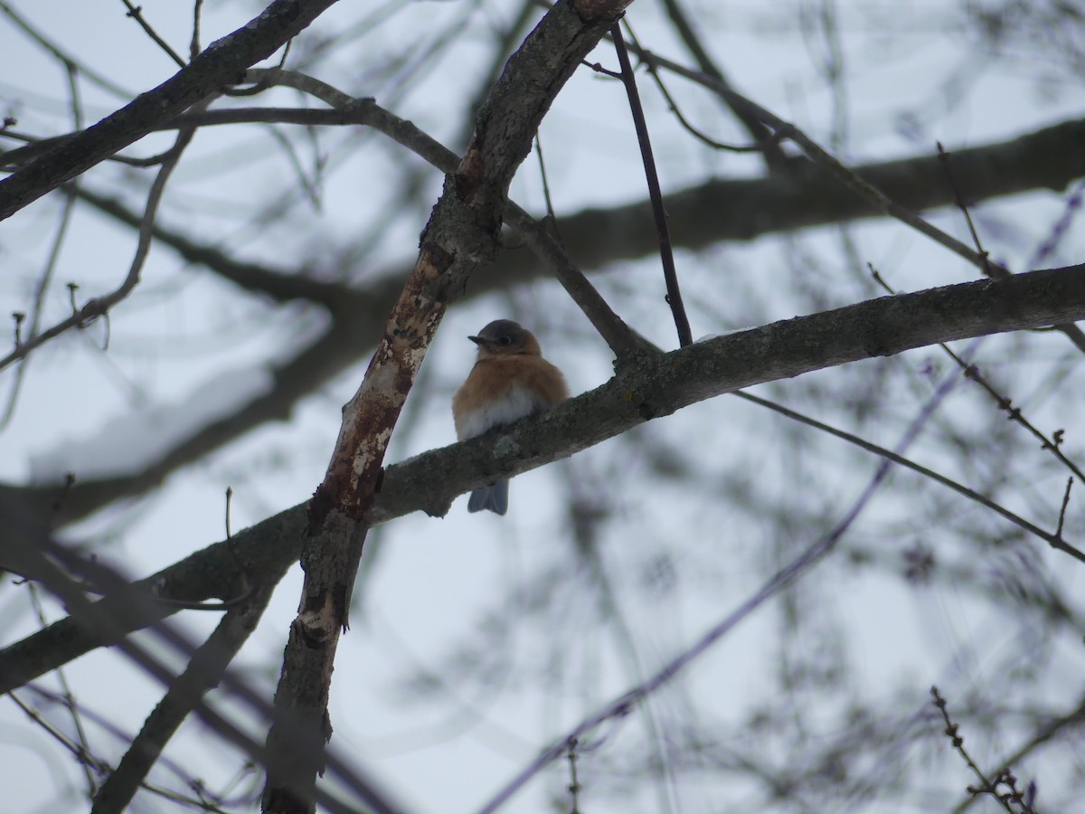 Eastern Bluebird - ML613780620