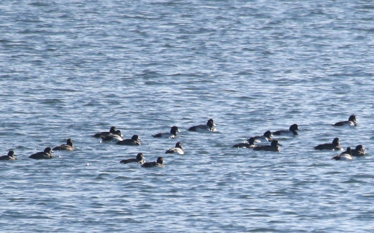 Greater Scaup - Karen Miller