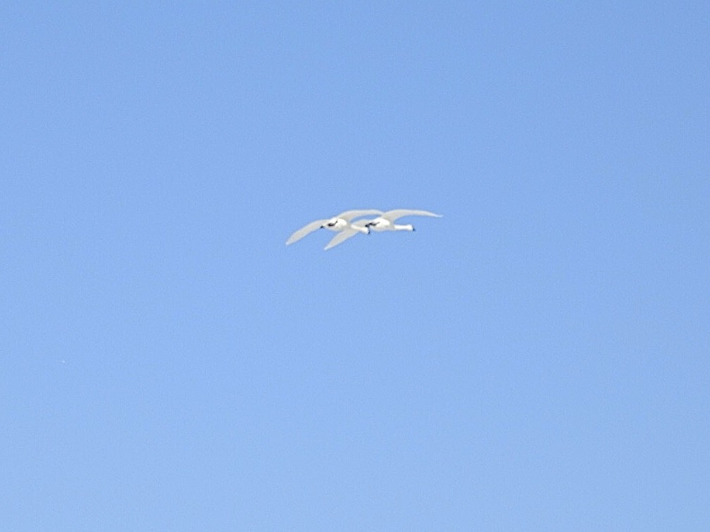 Trumpeter Swan - John Besser