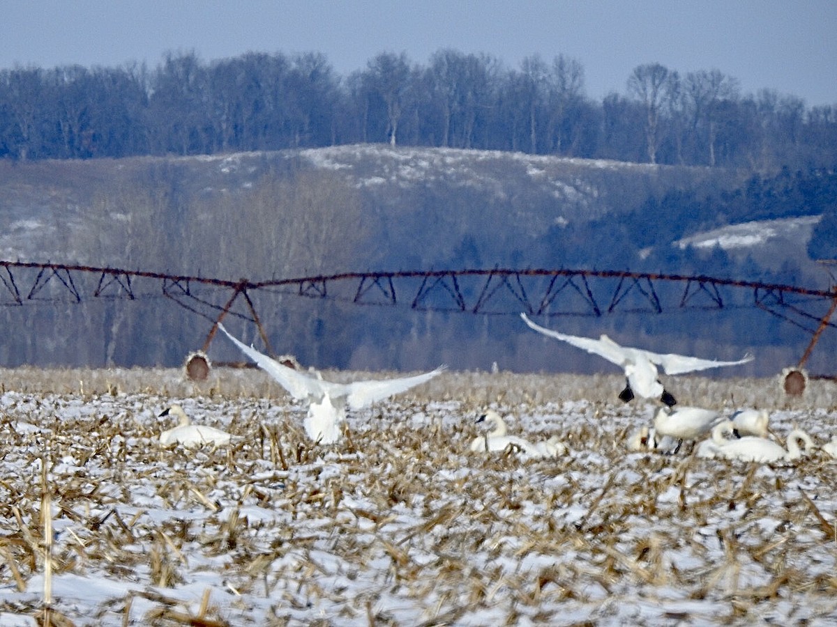 Trumpeter Swan - John Besser