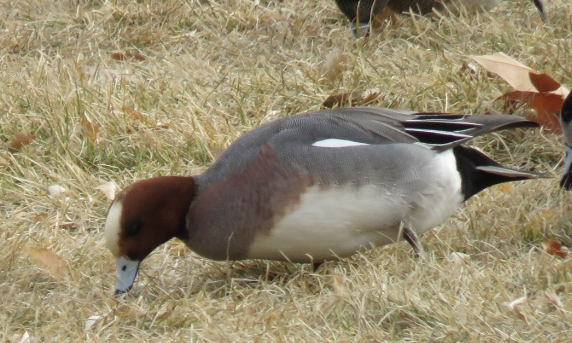 Eurasian Wigeon - ML613780736