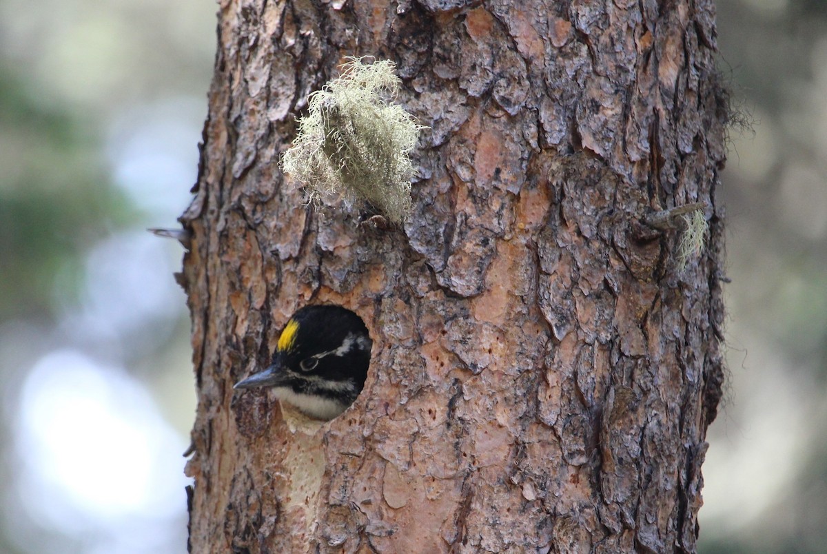 American Three-toed Woodpecker - ML613780755