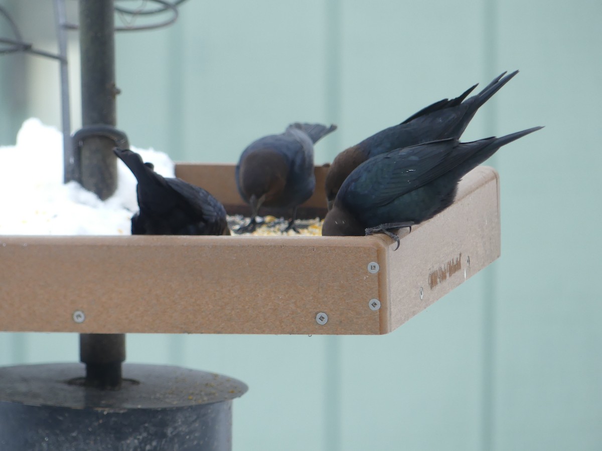 Brown-headed Cowbird - ML613780769
