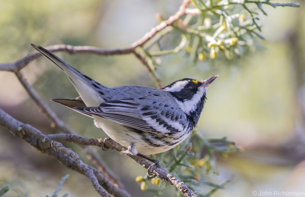 Black-throated Gray Warbler - John Richardson