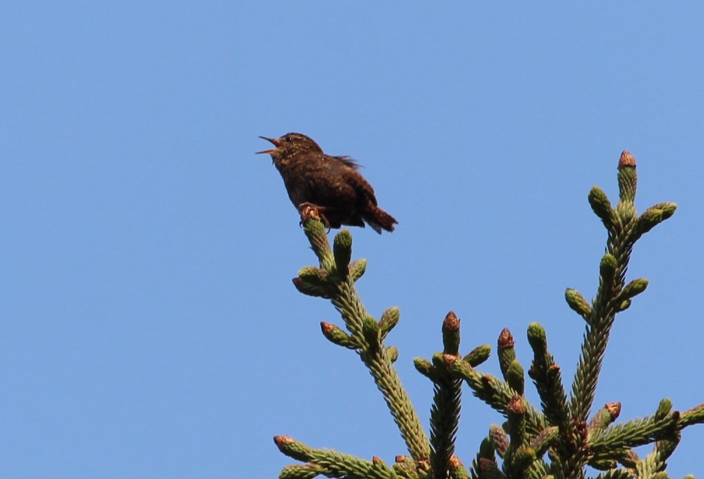 Pacific Wren - Jan and Larry Martin