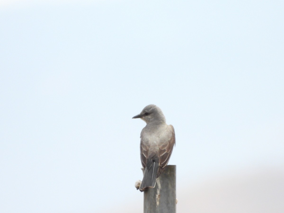 Western Kingbird - ML613780930