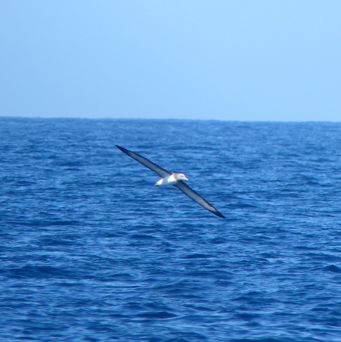 Albatros de las Chatham - ML613780954